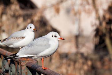 black-headed gull