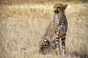 a cheetah in the grass at etosha national park namibia