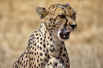 a cheetah screaming in etosha national park namibia africa