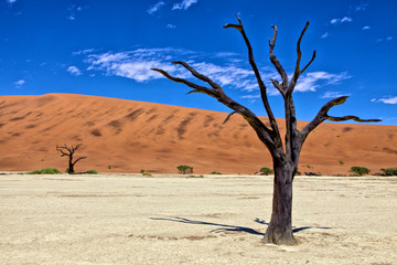 Fototapeta na wymiar deadvlei martwe drzewa w Namib Naukluft Park West Afryka Namibia