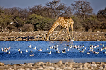 a giraffe drinking water in a waterhole at etosha