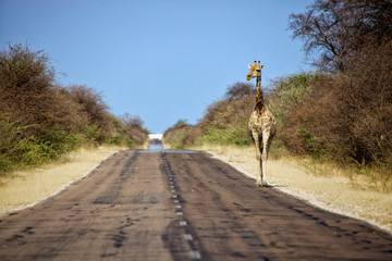 a giraffe walkinbg on the road in etosha national park namibia © photogallet