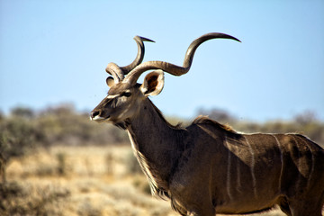 a grand kudu in etosha national park