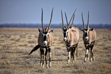 a group of four oryx at etosha natinal park namibia