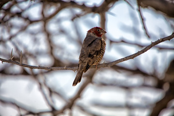 a red headed finch at etosha national park namibia