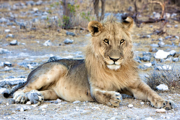 beautifull lion at etosha national park namibia africa