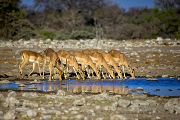blackfaced impala drinking water in etosha national park