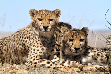 cheetah in etoasha national park namibia