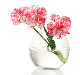 Beautiful carnations transparent vase isolated on white