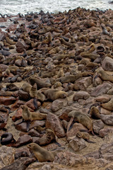 colony of seal on the beach at cape cross