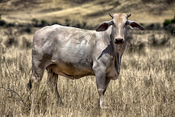 cow in the namib naukluft national park namibia