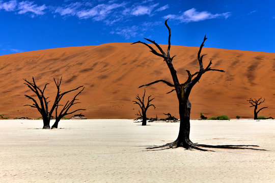 dead trees in front of a orange dune in deadvlei namib naukluft
