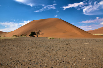 Fototapeta na wymiar dune 45 near sossusvlei namibia africa
