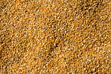 Grains of maize background