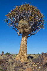 scociable weaver's nest at the quiver forest tree