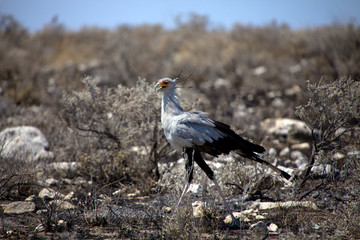 secretary bird in etosha national park namibia