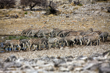Fototapeta na wymiar zebra drinkink wody w Etosha National Park Namibia