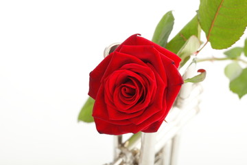 red rose and old trumpet
