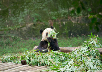 Giant panda eating bamboo