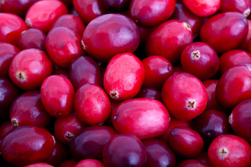 Fresh red cranberries