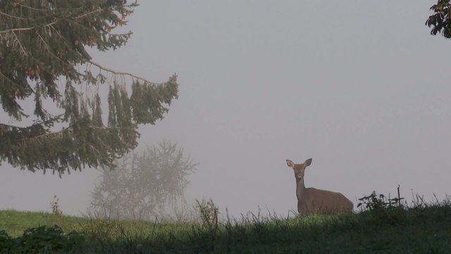 rotwild