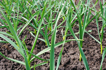 Sprouts of garlic on a bed