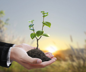 Green plant in a hand