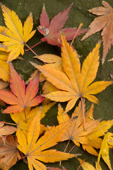 Fallen maple leaves