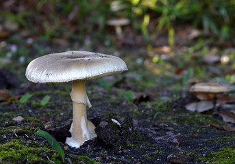 Mushroom single