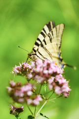 Swallowtail butterfly