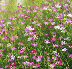 Obraz premium Beautiful Floral