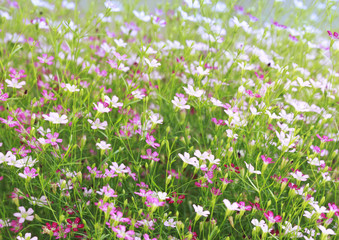 Obraz premium Beautiful Floral