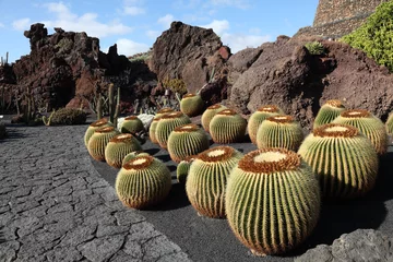 Foto op Aluminium Cactus Garden on Canary Island Lanzarote, Spain © philipus