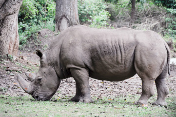 Rhinoceros at Mysore zoo, India