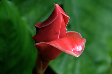 Red flower at Tat Kuang Si Waterfall - Luang Prabang - Laos, Asia
