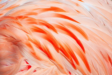 flamingo feathers © swisshippo