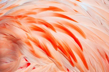 Wandaufkleber Flamingofedern © swisshippo