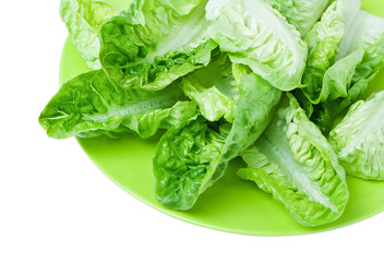 Fresh green romaine lettuce on a plate closeup
