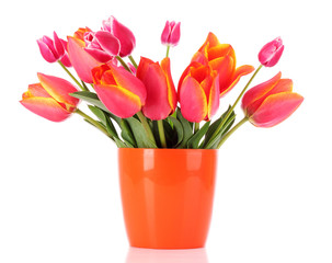 Pink tulips on white background