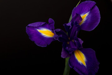 Closeup of a blue flag iris over black