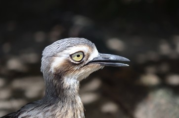 オーストラリアイシチドリ