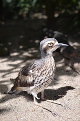 オーストラリアイシチドリ