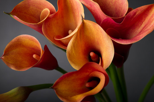 Fototapeta Orange Calla lilies(Zantedeschia) over black
