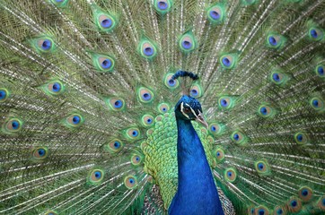 Obraz premium Pióro Kujak