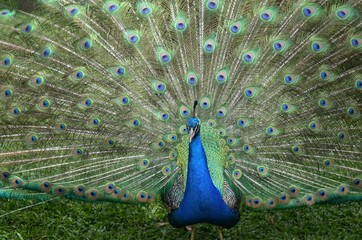 Obraz premium クジャク 羽