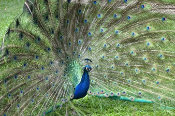 Obraz premium 孔雀