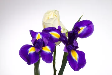 Photo sur Aluminium Iris White rose with blue flag iris flowers over white