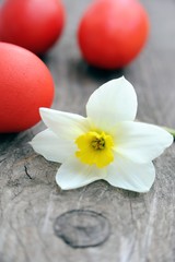 Fototapeta na wymiar Daffodil and eggs