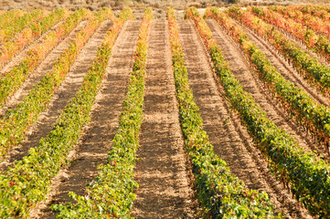 Fototapeta na wymiar Winnic jesienią, La Rioja