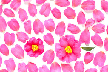 サザンカの花と花びらの背景